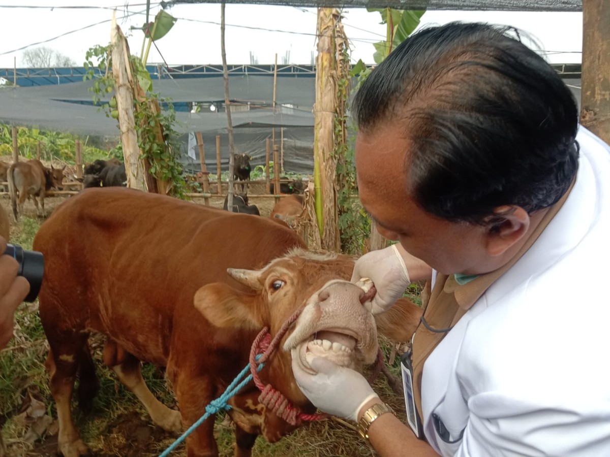 ilustrasi. Pemeriksaan hewan kurban. (Foto: DKPP for jatimnow.com)