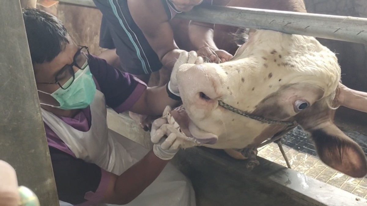 Petugas DKPP Kabupaten Kediri melakukan pemeriksaan sapi di peternak. (Foto: Yanuar Dedy/jatimnow.com)