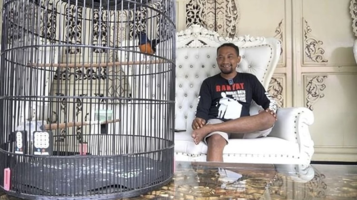 Cara Ampuh Atasi Murai Batu Mental Drop ala Om Sanda Umpamane Kicau