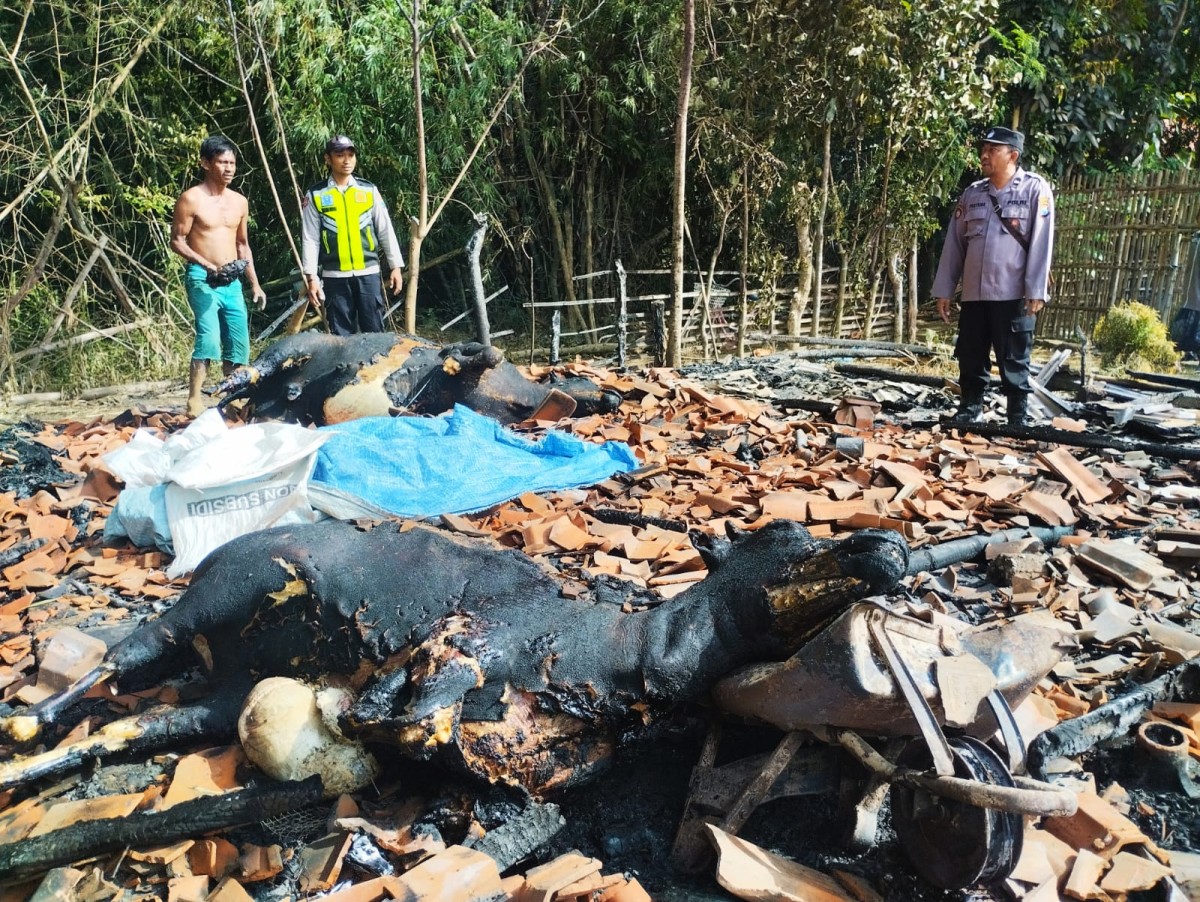 Dua sapi terpanggang di Pamekasan. (Foto: Sholeh for jatimnow.com)