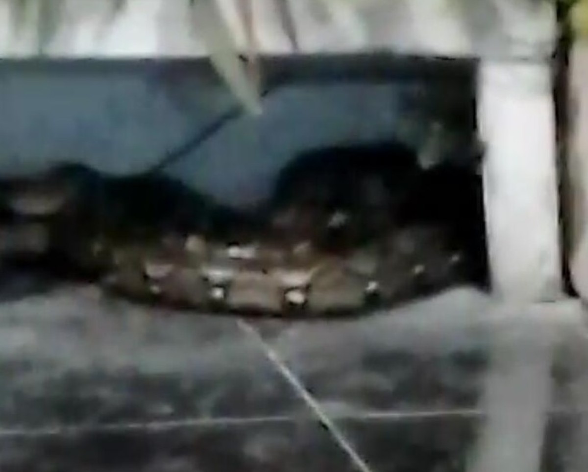 Ular sanca yang meneror warga Jatistono Timur. (Foto: Parto for jatimnow.com)