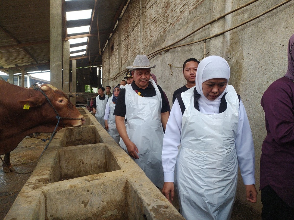 Gubernur Khofifah saat mengunjungi peternakan di Desa Wonokromo, Tikung, Lamongan. (Foto : Adyad Ammy Iffansah/jatimnow.com)