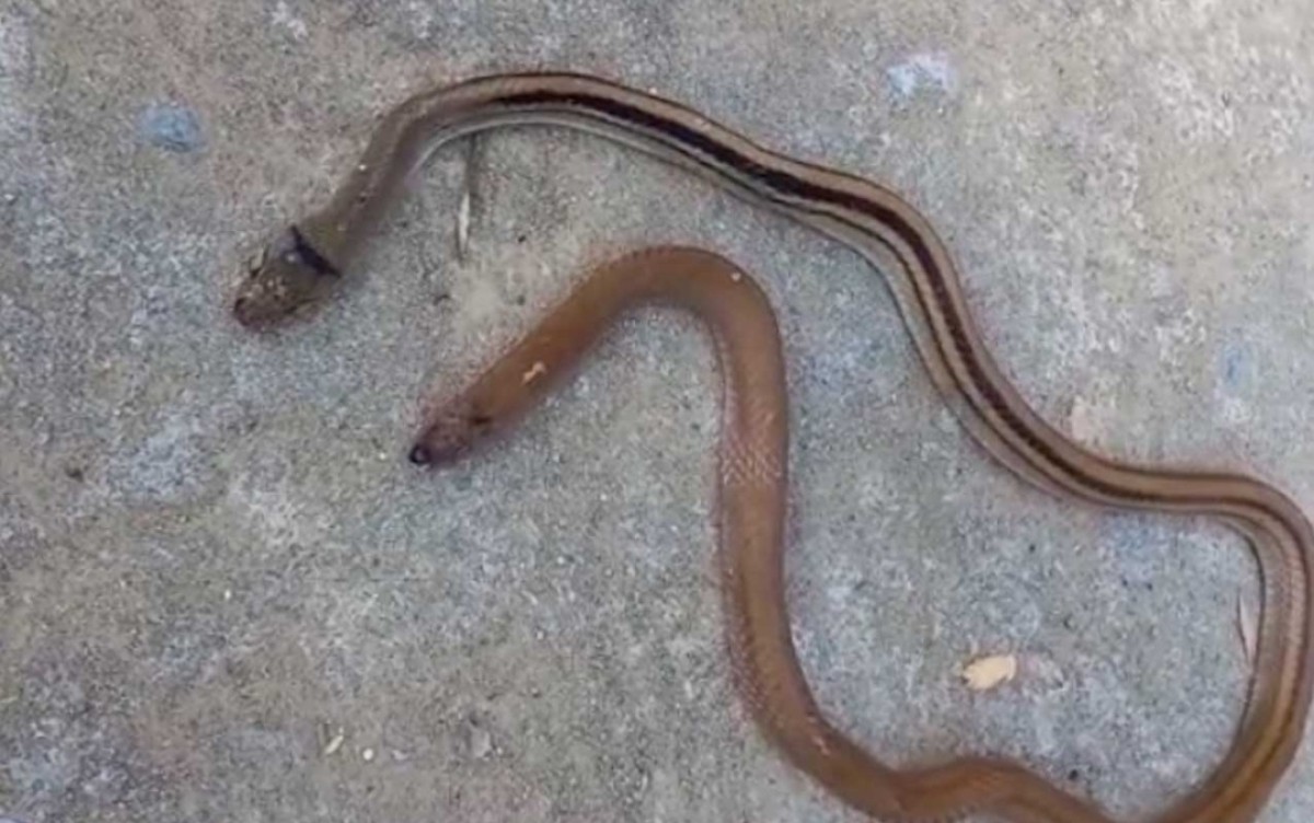 Heboh Ular Berkepala Dua Tanpa Ekor di Sampang