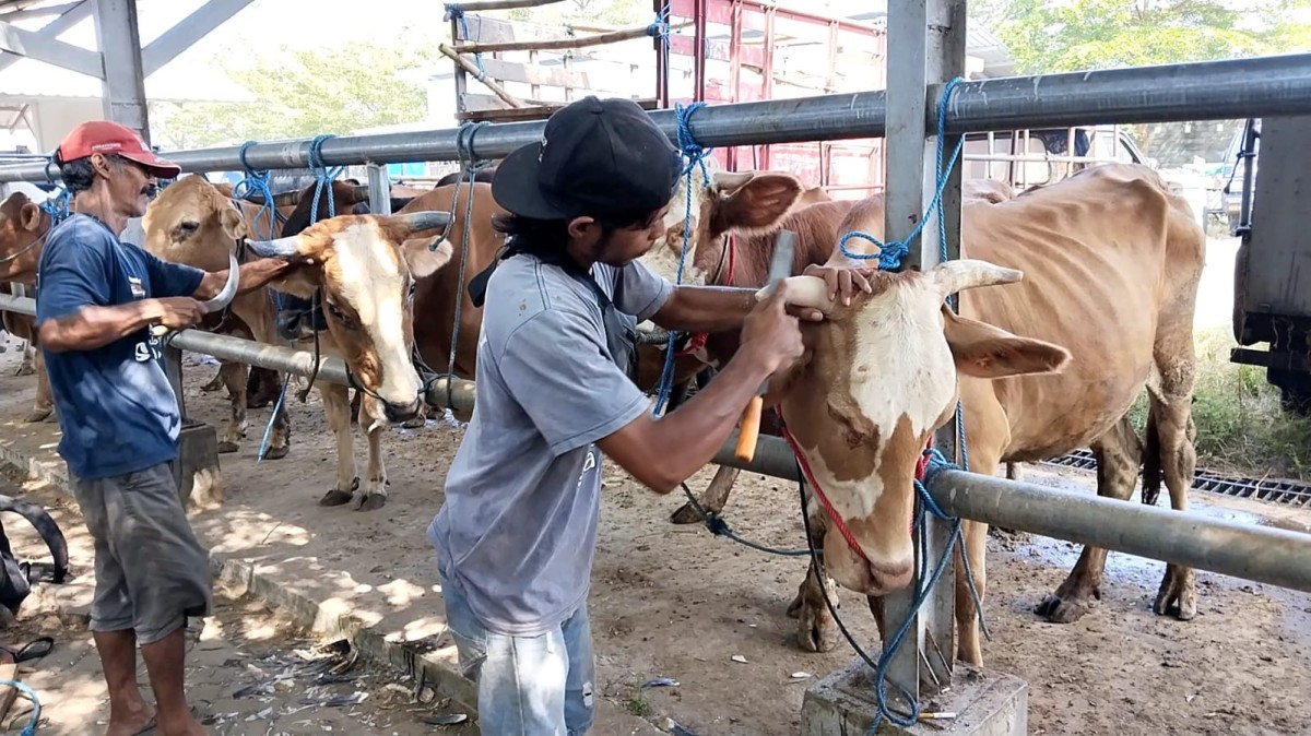 Jasa Salon Sapi di Pasar Hewan Terpadu Tulungagung Raup Cuan Berlipat
