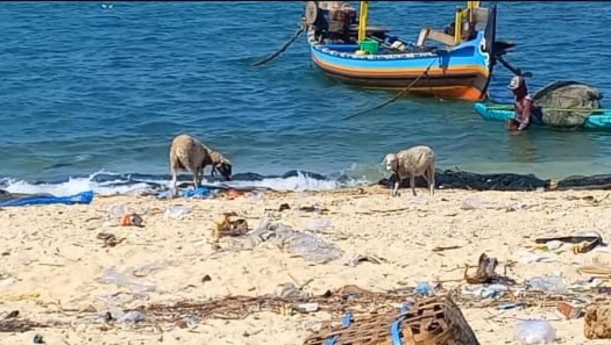 Kambing-kambing di Gili Ketapang. (Foto-foto: Machfud Hidayatullah/jatimnow.com)