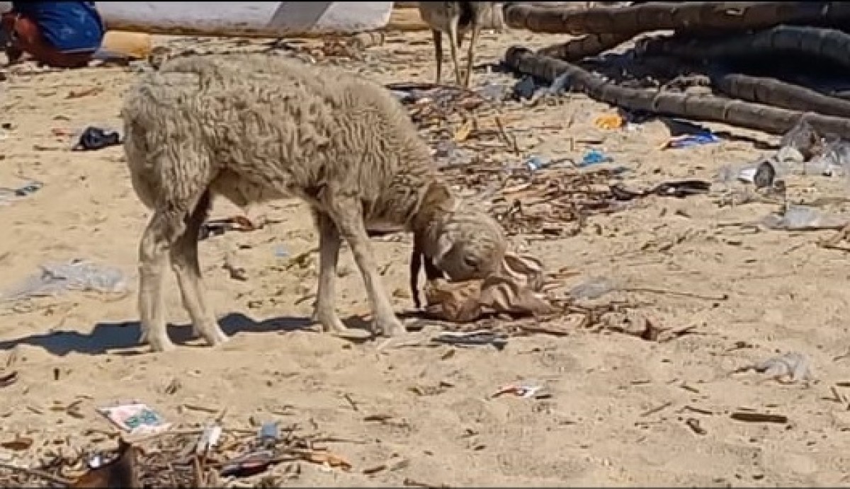 Kambing-kambing di Gili Ketapang. (Foto-foto: Machfud Hidayatullah/jatimnow.com)