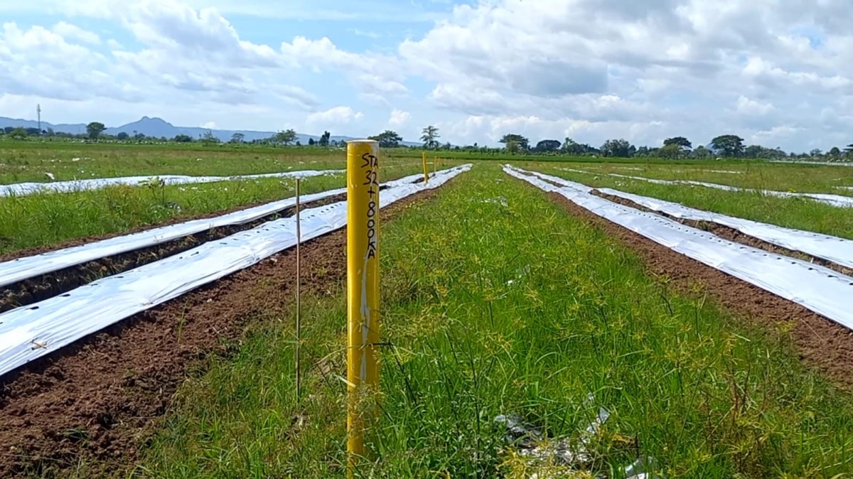 Salah satu LP2B yang terancam pembangunan tol Kediri-Tulungagung. (Foto: Bramanta Pamungkas/jatimnow.com)