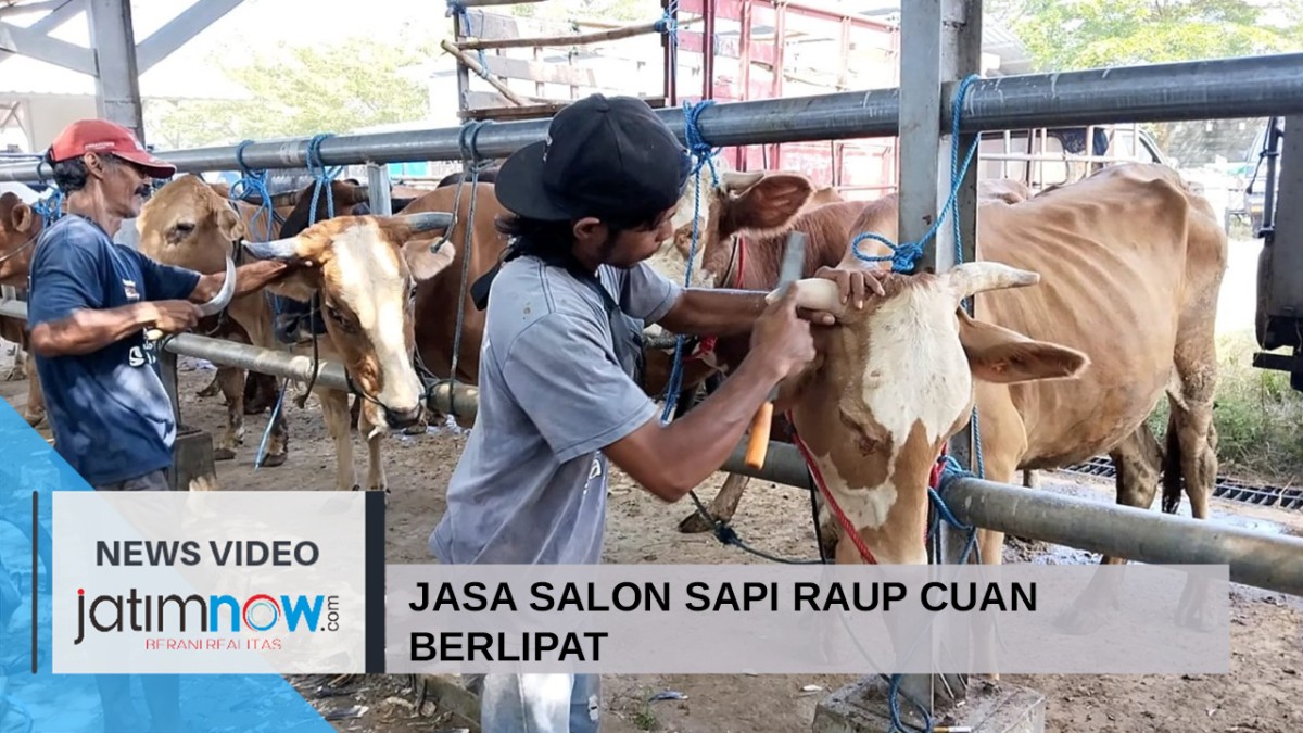 Video: Jasa Salon Sapi Raup Cuan Berlipat