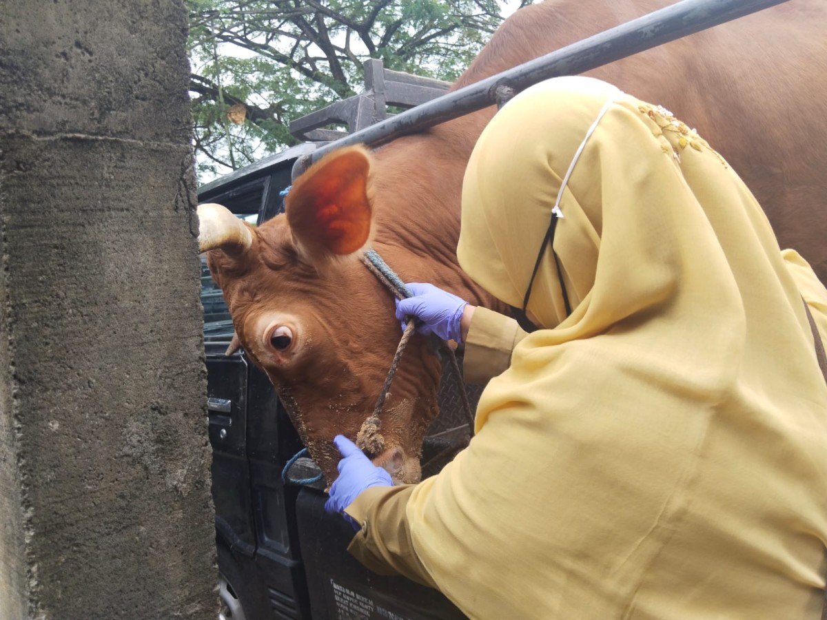 Petugas memeriksa kondisi kesehatan sapi di Trenggalek. (Foto-foto: Bramanta Pamungkas/jatimnow.com)