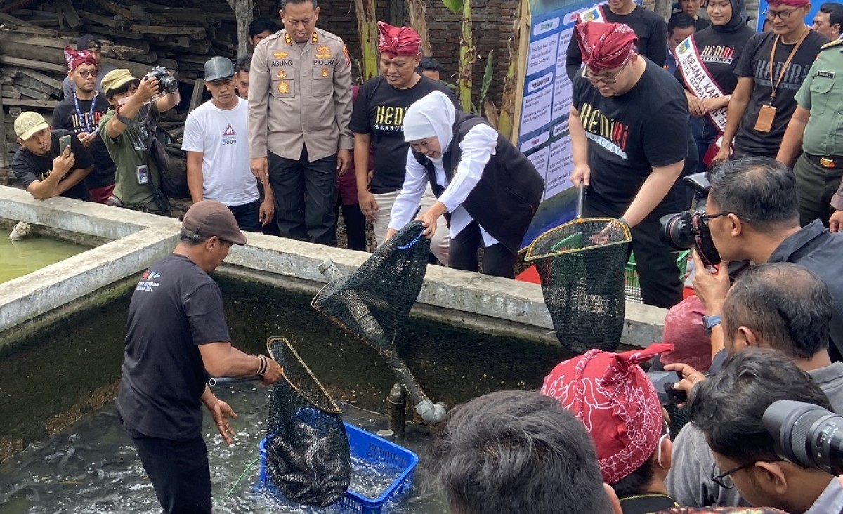 Gubernur Jatim Khofifah dan Mas Dhito panen ikan di Republik Lele Pare. (Foto : Yanuar Dedy/jatimnow.com)