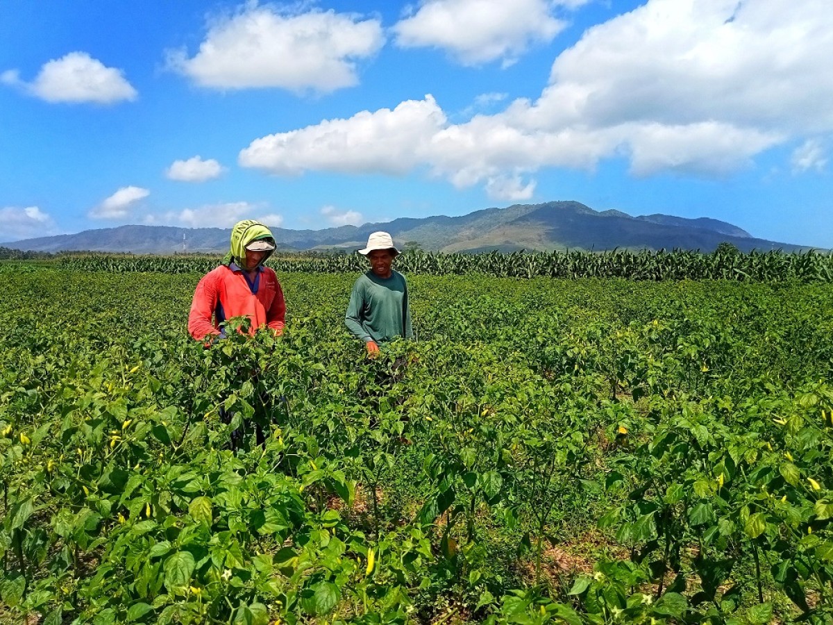 Petani cabai di Kabupaten Jember. (Ahaddiini HM for jatimnow.com)