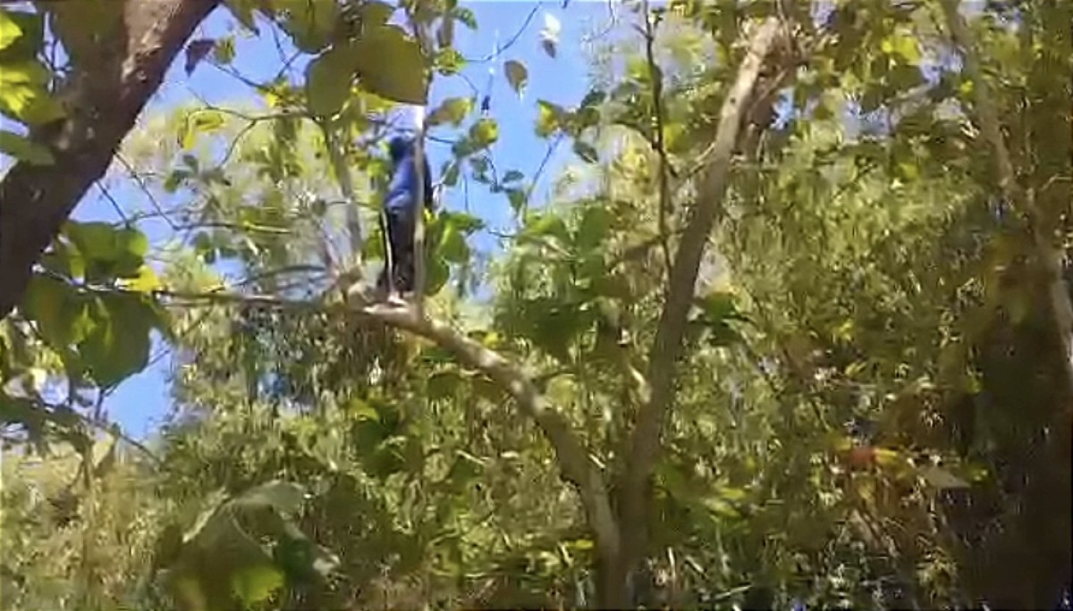 Petugas Damkarla Kabupaten Gresik saat mengamankan seekor burung hantu (Foto: Damkarla Gresik for jatimnow.com))