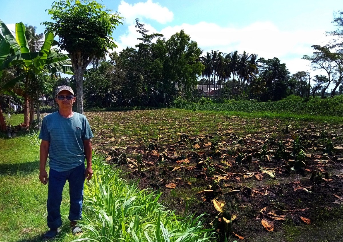 Gangsar dan tanaman tembakaunya yang mati akibat banjir. (Foto: Ahaddiini HM for jatimnow.com)