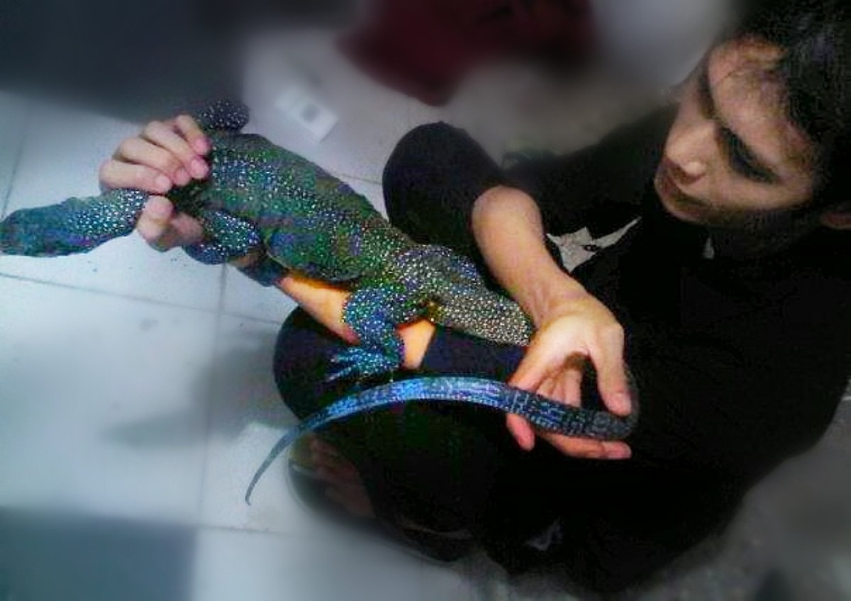 Choky Dhika Prasetya koordinator komunitas reptil Blackpattern Reptile Regional Jawa Timur, memberikan edukasi bagaimana memelihara reptil di rumah. (Foto : Ahaddiini HM/jatimnow.com)