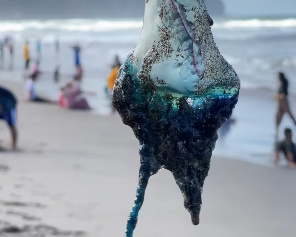Mengenal Ubur-Ubur Bluebottle yang Invasi di Pesisir Selatan Pulau Jawa