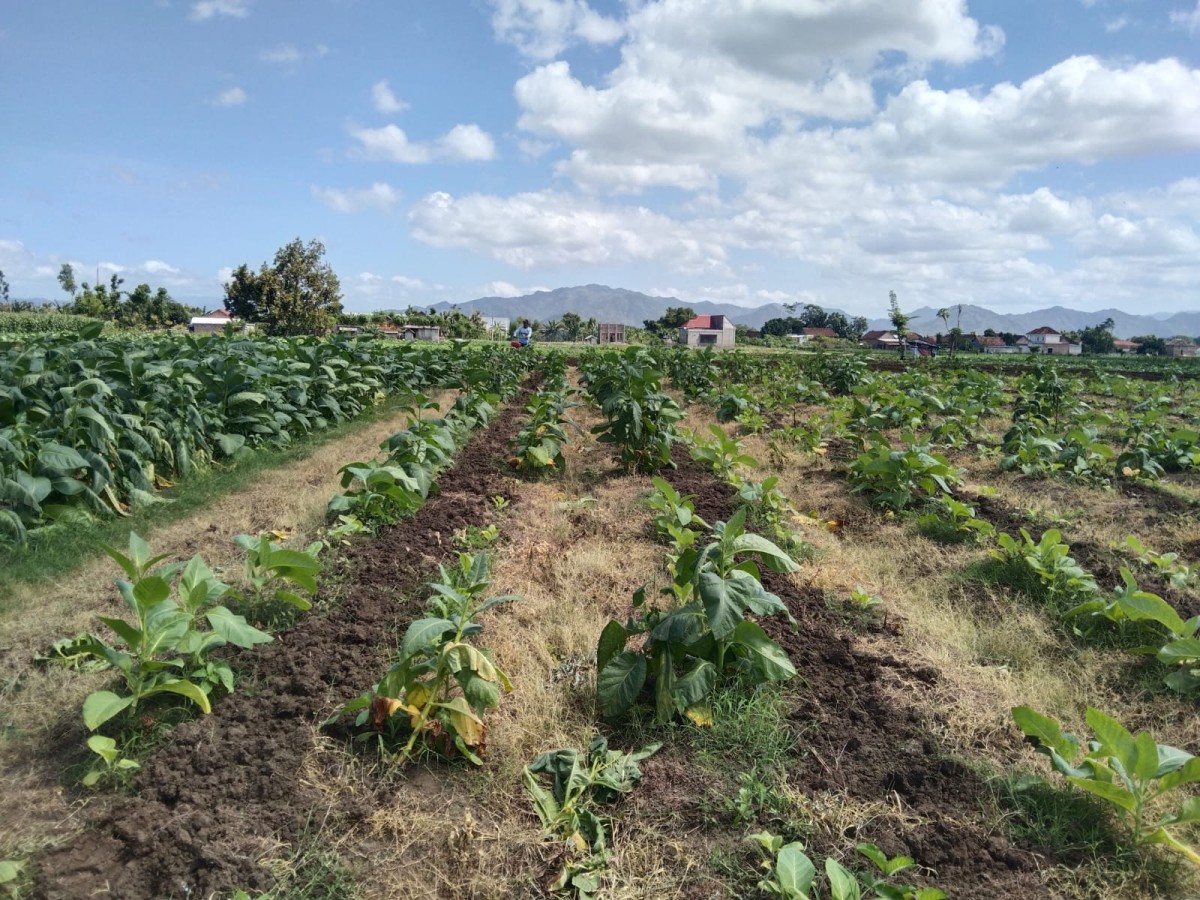 Tanaman tembakau yang puso di Tulungagung. (Foto: Bramanta Pamungkas/jatimnow.com)