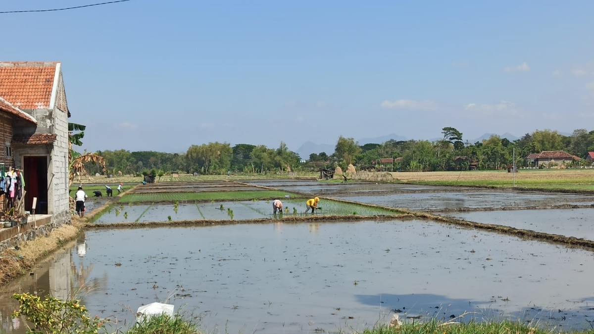 Dipertahankan Ponorogo Upayakan Keseimbangan Harga dan Mutu Produksi Beras