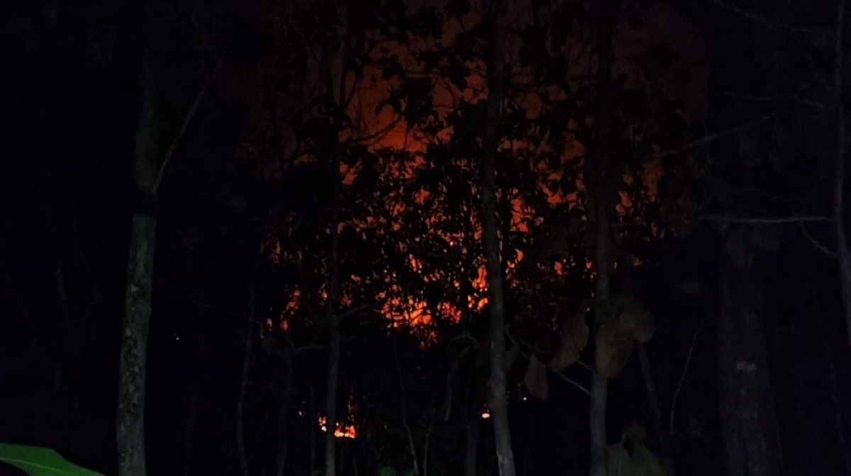 Kebakaran hutan di Ponorogo. (Foto: BPBD Ponorogo)