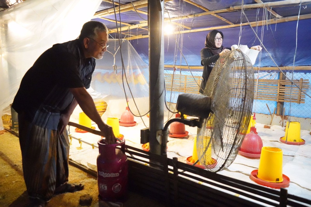 Peternak ayam di Kediri gunakan elpiji non subsidi. (Foto : Humas Pemkab Kediri/jatimnow.com)