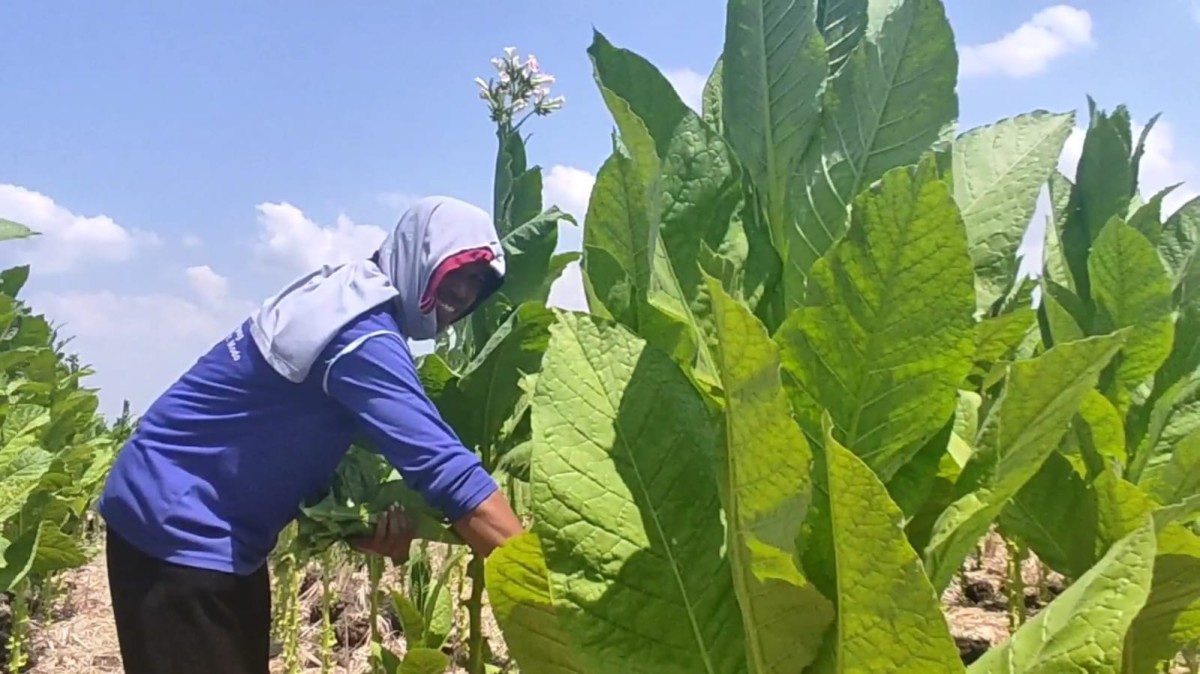 Cuaca Bersahabat, Petani Tembakau Lamongan Ucap Syukur Hasil dan Harga Meroket