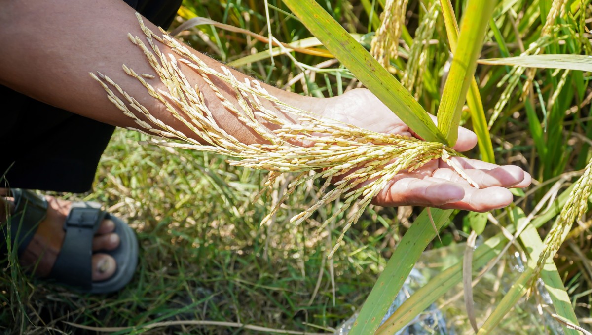 Harga Stabil, NTP Lamongan 2023 Alami Kenaikan