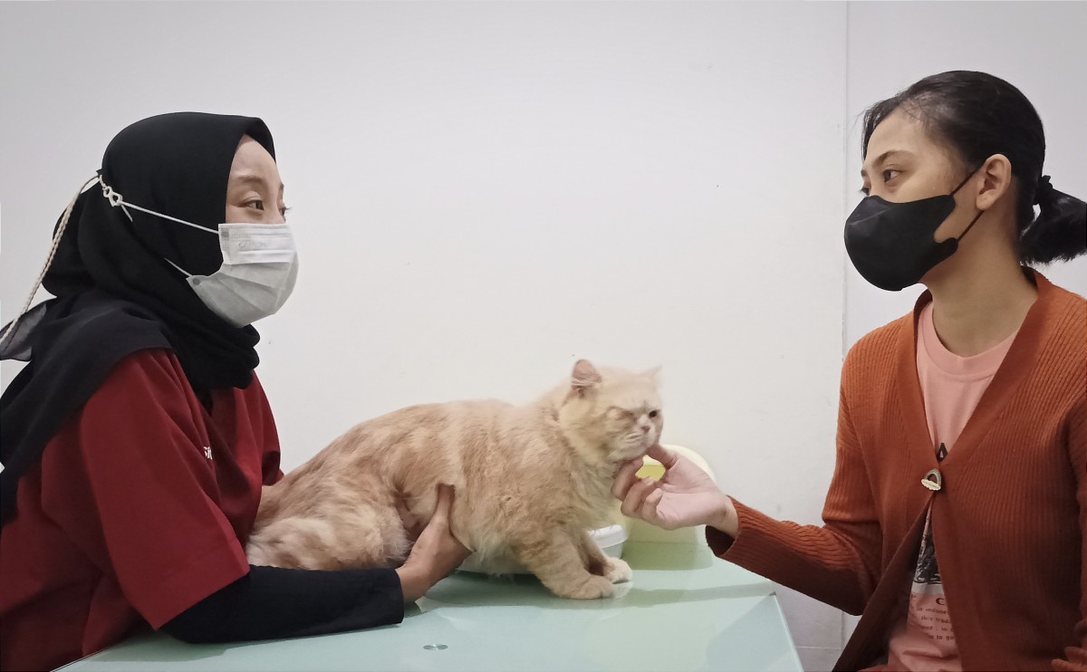 Awas! Kucing Kesayanganmu Bisa Terjangkit Rabies, Begini Pencegahannya