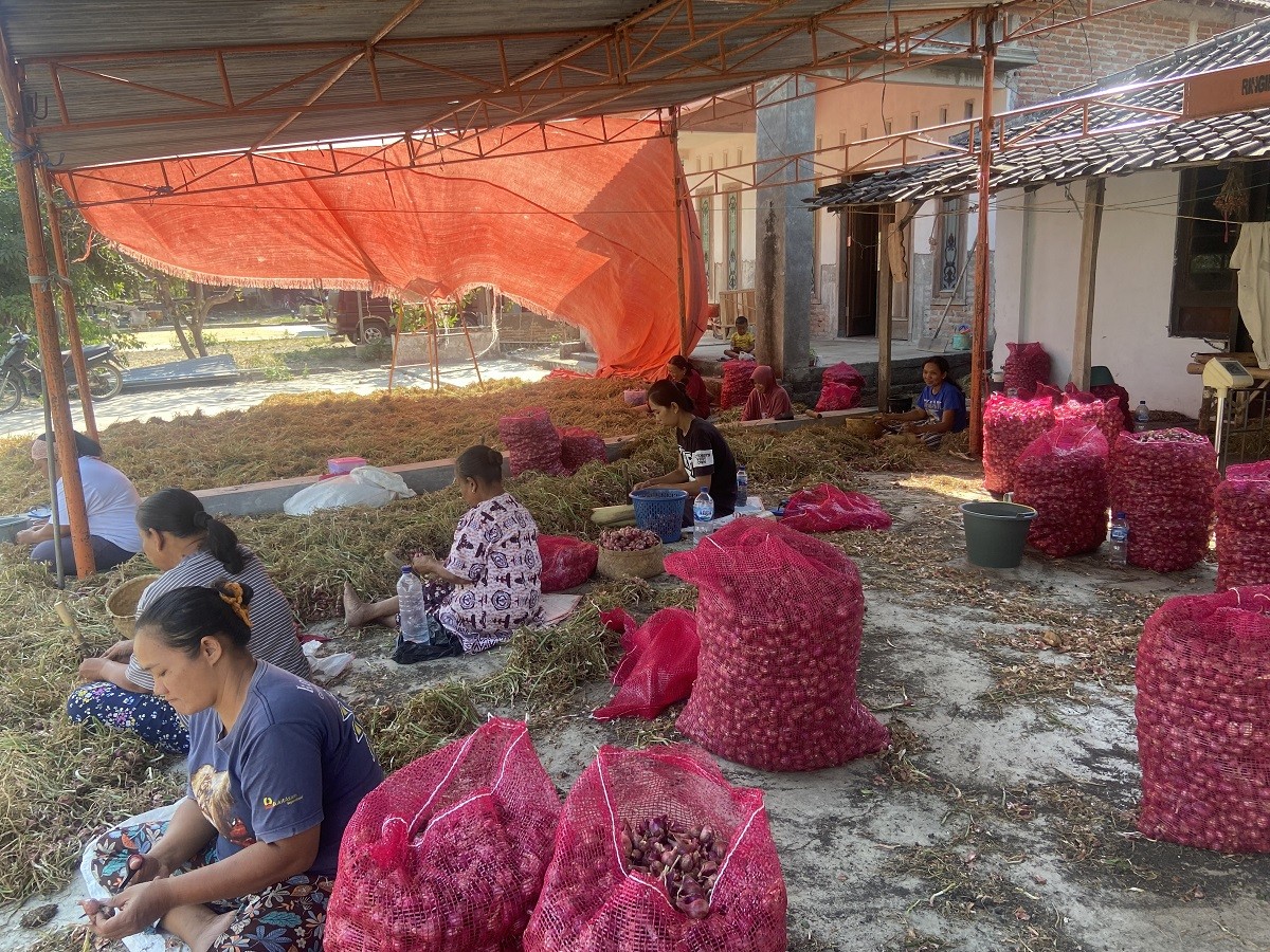 Petani Bawang Merah di Ponorogo Mengalami Kerugian, Harga Jual Terjun Bebas di Musim Panen Ini (Ahmad Fauzani/jatimnow.com)