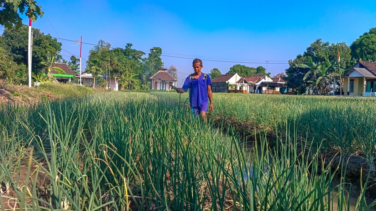 Solikan saat menyemprotkan obat pertanian pada tanaman bawang merah di lahan miliknya. (Foto: Misbahul Munir/jatimnow.com)