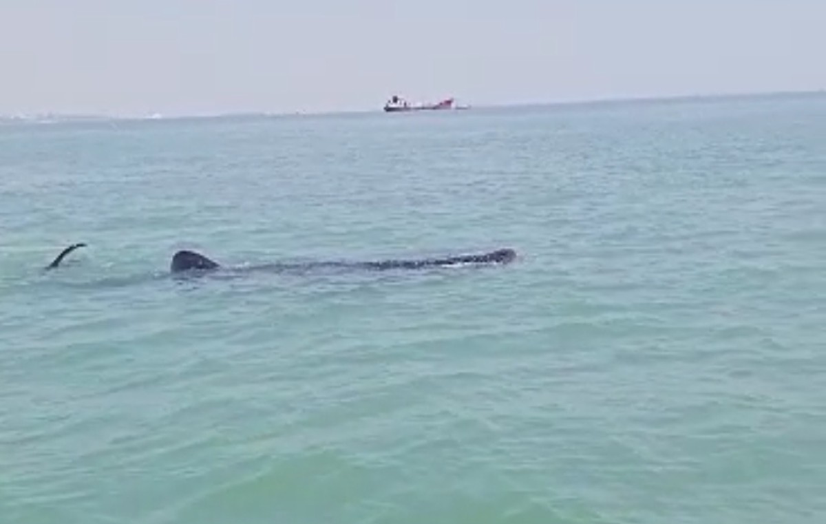 Penampakan hiu tutul yang diabadikan melalaui ponsel nelayan setempat. (Foto: Su'ud for jatimnow.com)