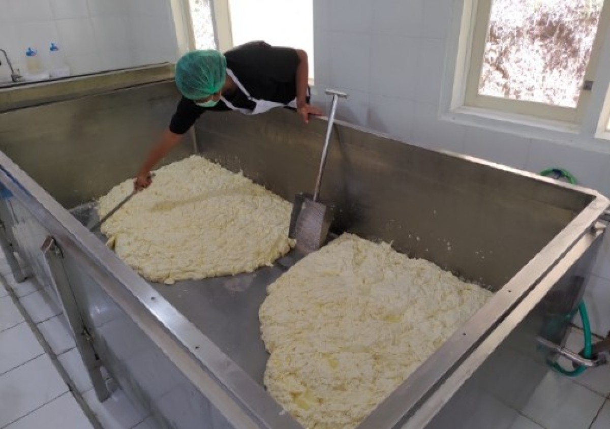 Pekerja saat mengolah susu menjadi keju mozarella. (Foto: Achmad Titan/jatimnow.com))