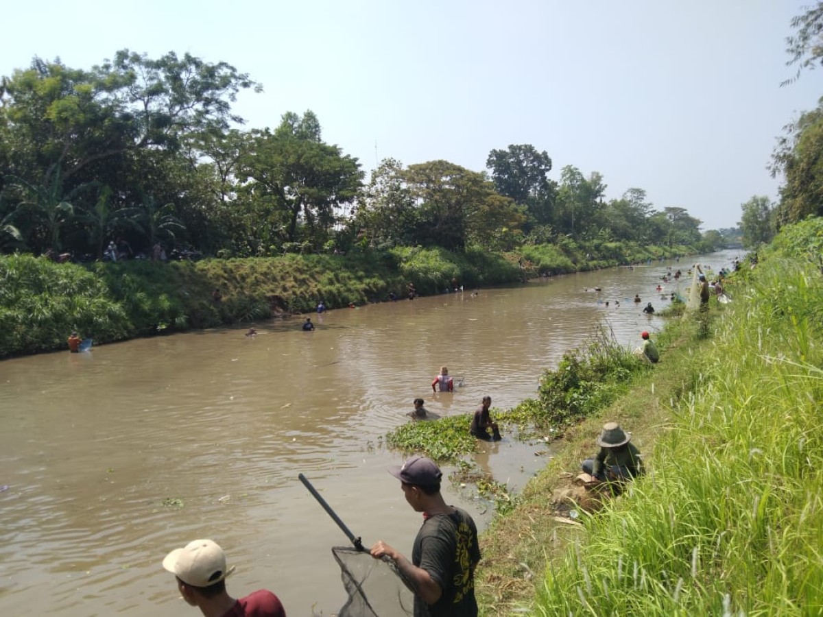 Warga mencari ikan dalam acara pladu. (Foto-foto: Bramanta Pamungkas/jatimnow.com)