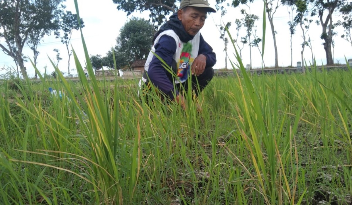Petani Tulungagung Merogoh Kocek demi Mengairi Sawah