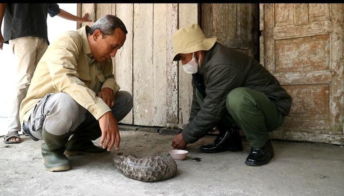 Tenggiling Terluka yang Ditemukan di Ponorogo Diselamatkan dan Akan Direhabilitasi di Madiun Umbul Square (Foto: BKSDA for jatimnow.com)
