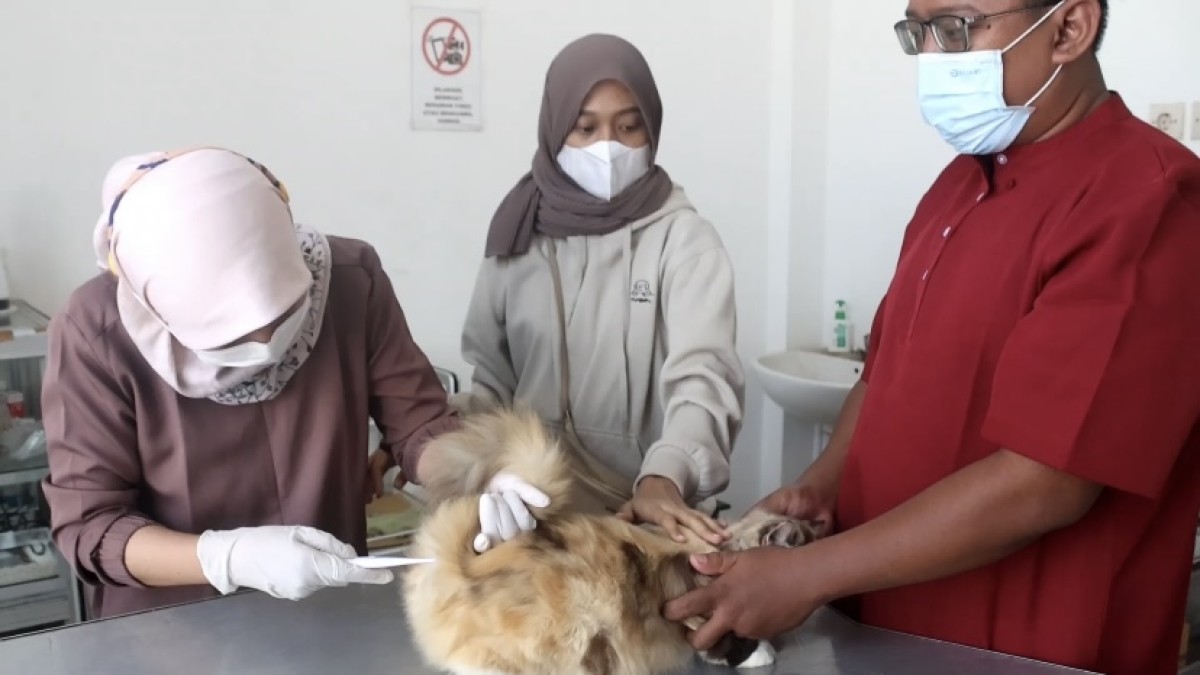 Vaksinasi rabies untuk kucing di Puskeswan Kota Kediri. (Foto: Yanuar Dedy/jatimnow.com)