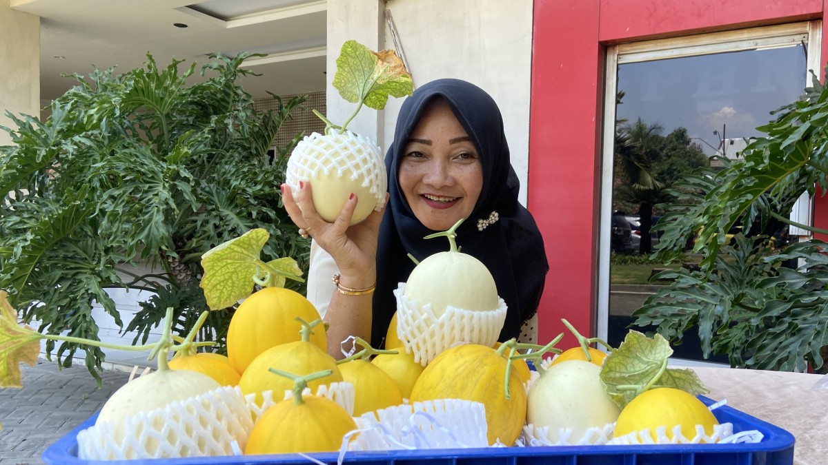 Mencicipi Melon Hidroponik Budidaya Petani Kediri, Lebih Manis dan Crunchy