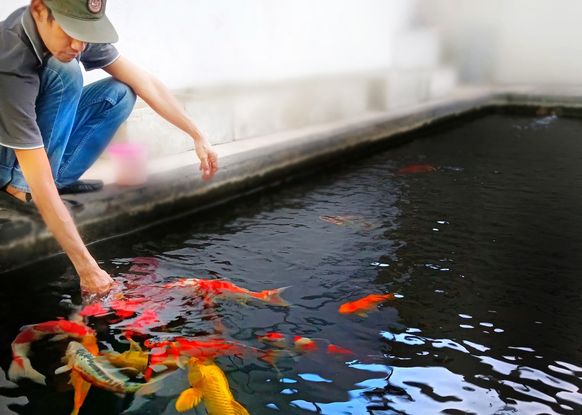Ini Serba-serbi Memelihara Ikan Koi untuk Penghobi dan Pemula