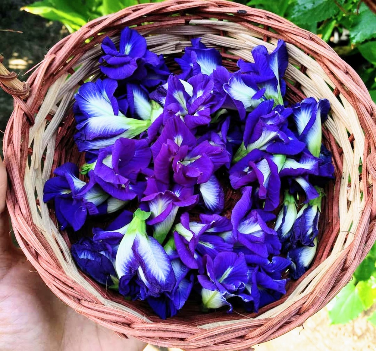 Bunga telang yang akan dikeringkan. (Foto: Instagram @adnanoir for jatimnow.com)