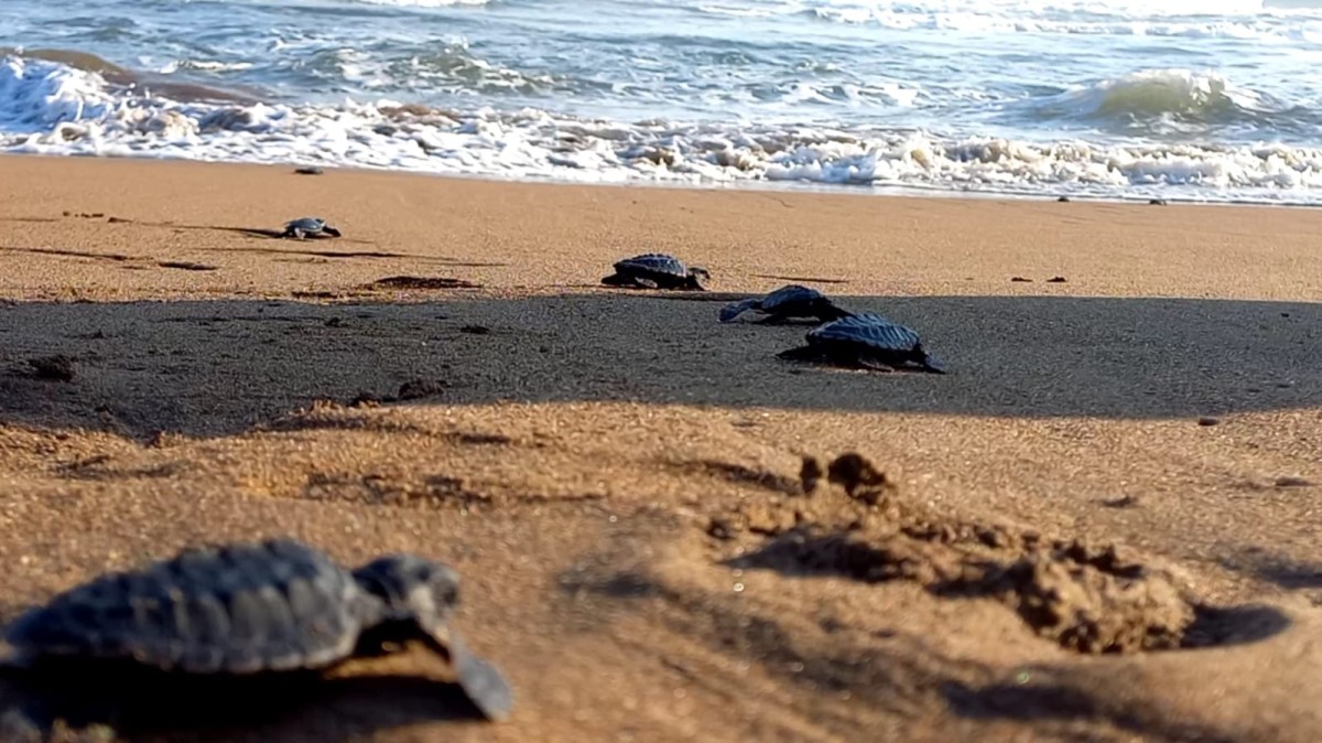 Ratusan Ekor Tukik Dilepas di Pantai Taman Kili-Kili Trenggalek