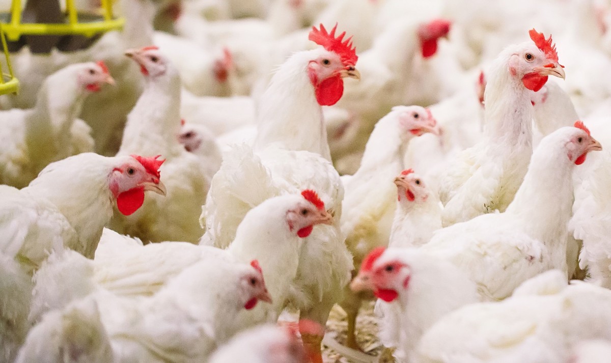 Ratusan Unggas Mati di Tanggulangin Sidoarjo, Terserang Virus Flu Burung?