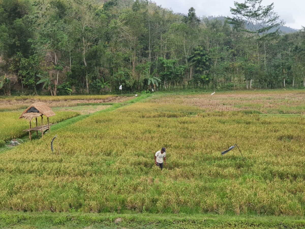 Petani saat berada di sawah. (Foto: Bramanta Pamungkas/jatimnow.com)