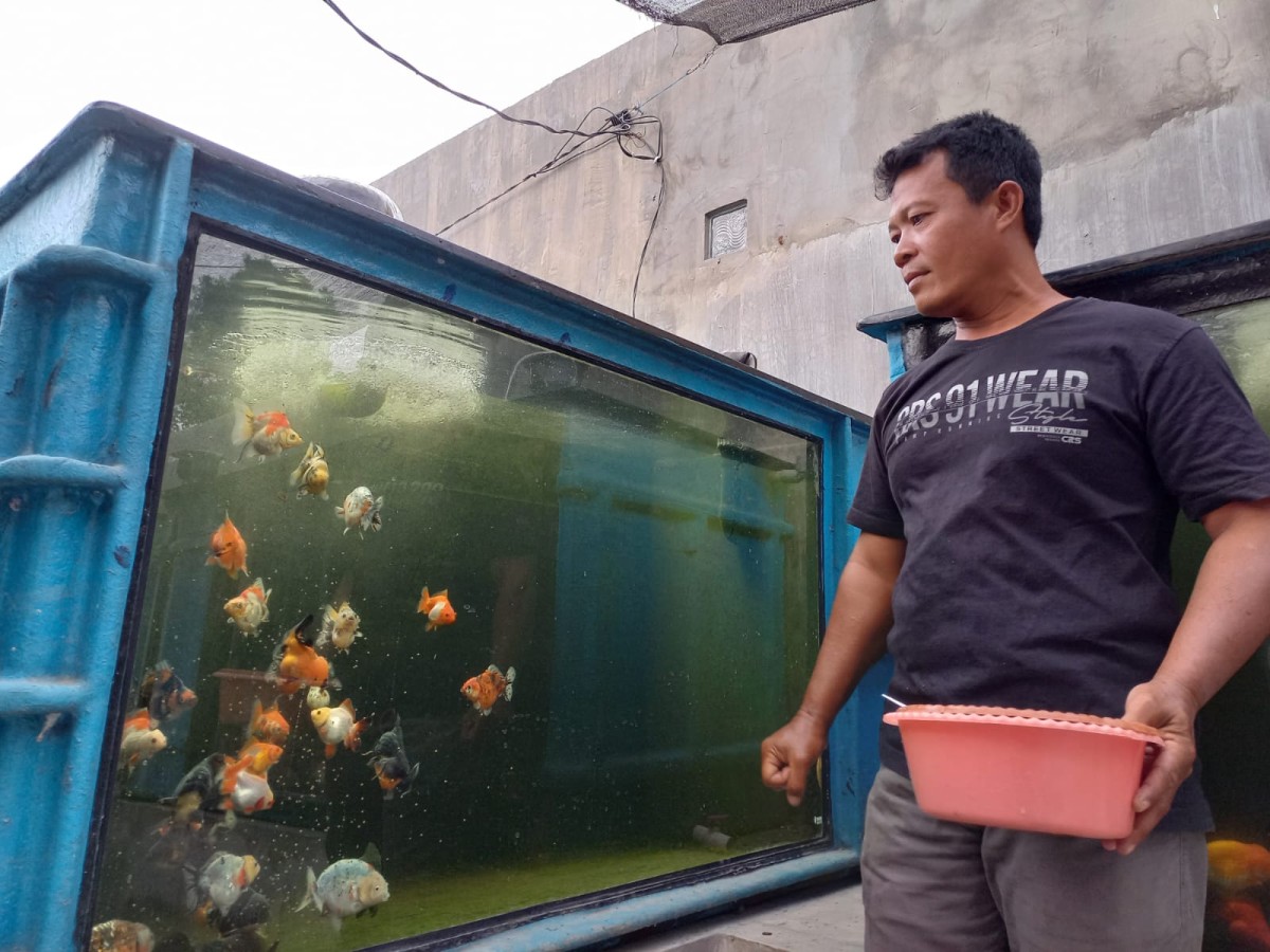 Cerita Minto asal Tulungagung Tembus Pasar Internasional Lewat Ikan Mas Koki