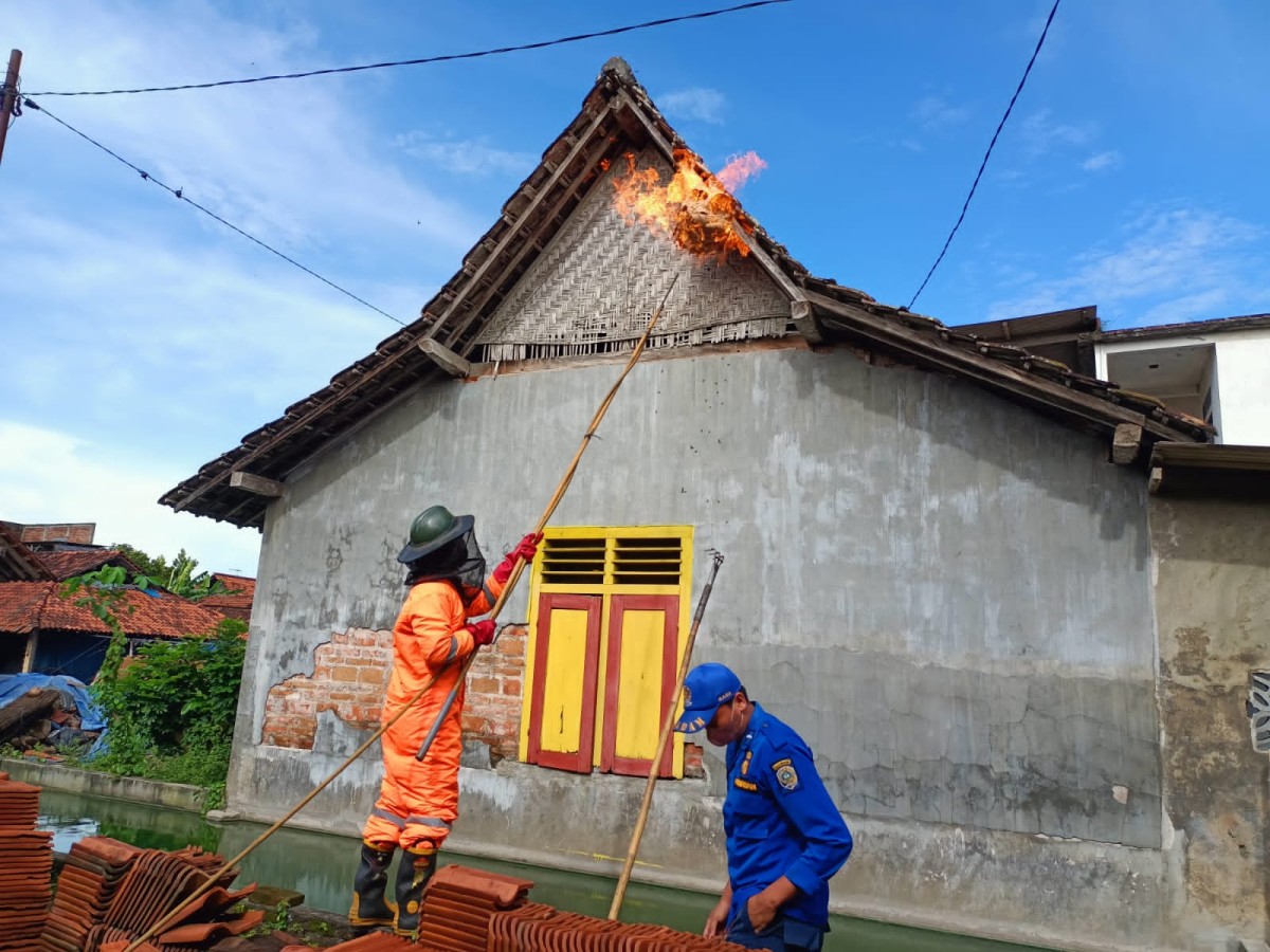 Petugas saat mengevakuasi sarang tawon vespa di rumah warga. (Foto: Bramanta Pamungkas/jatimnow.com)