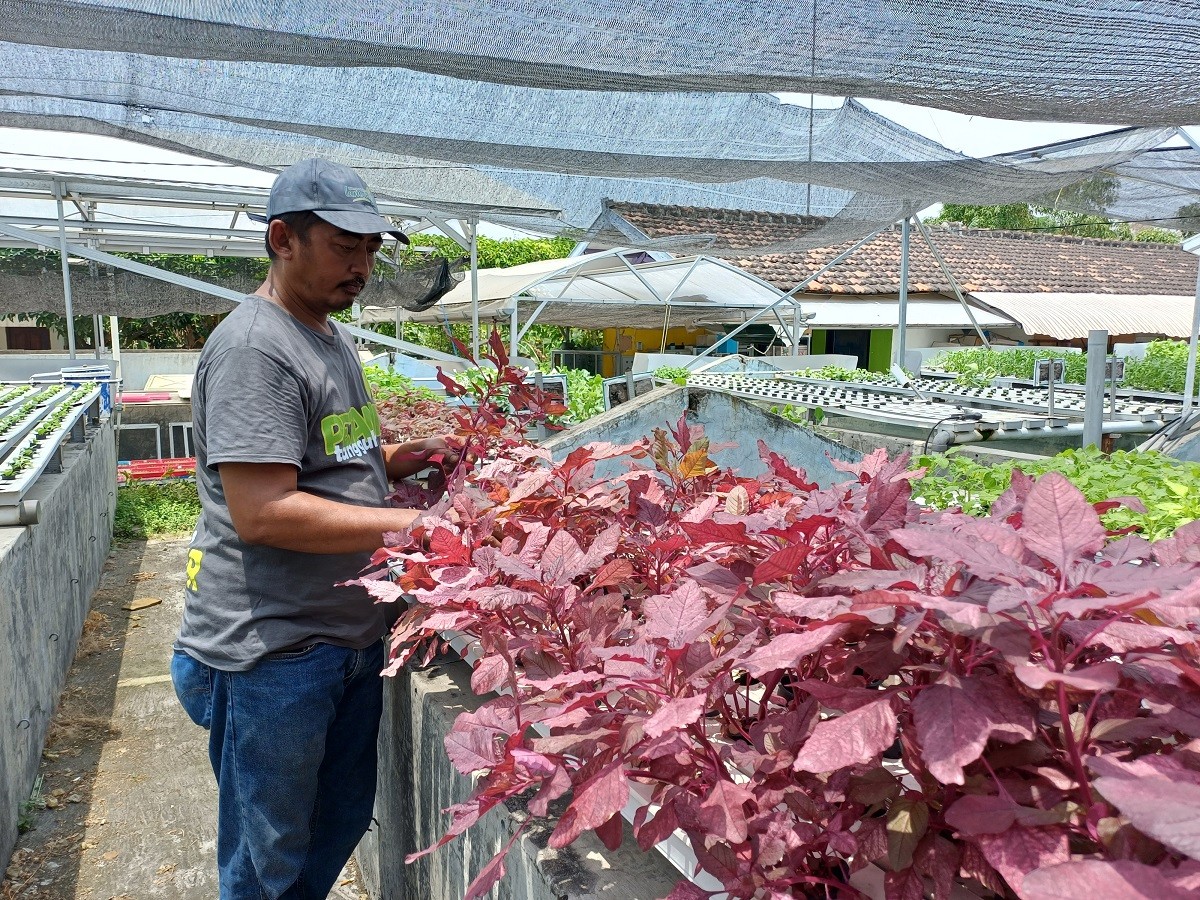 Helmi Adinata petani hidroponik asal Lamongan saat menunjukan salah satu jenis sayur, bayam merah hasil budidaya. (Foto : Adyad Ammy Iffansah/jatimnow.com)