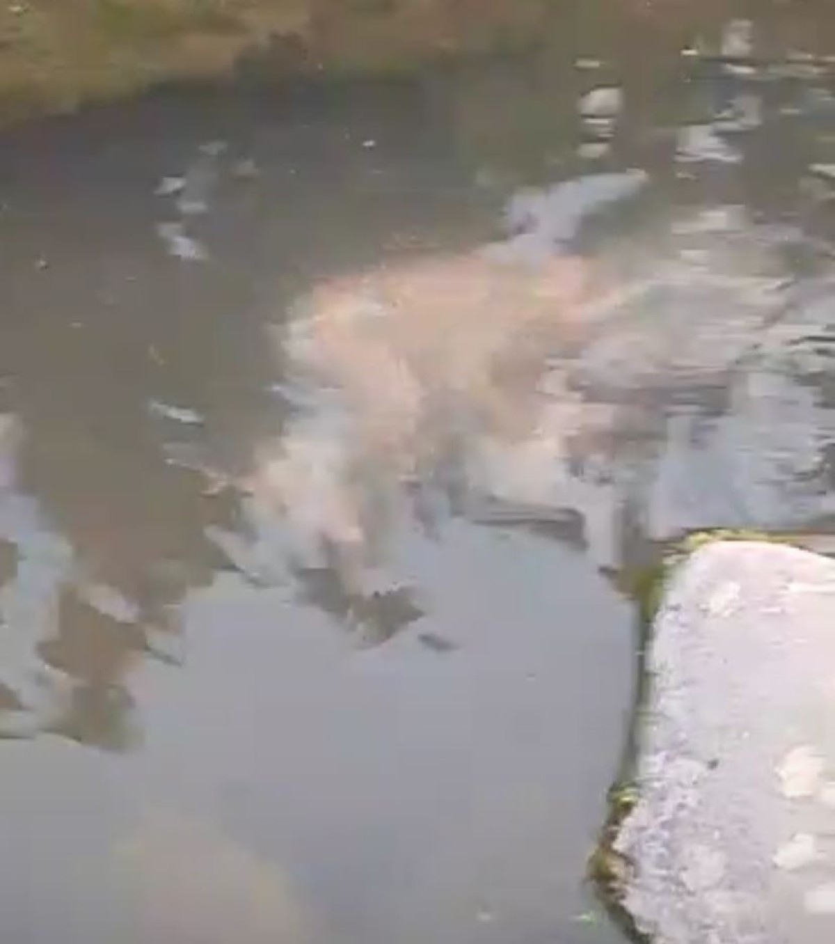 Tangkapan layar bayi dibuang di Sungai Keden (Instagram @ponorogo.update for jatimnow.com)