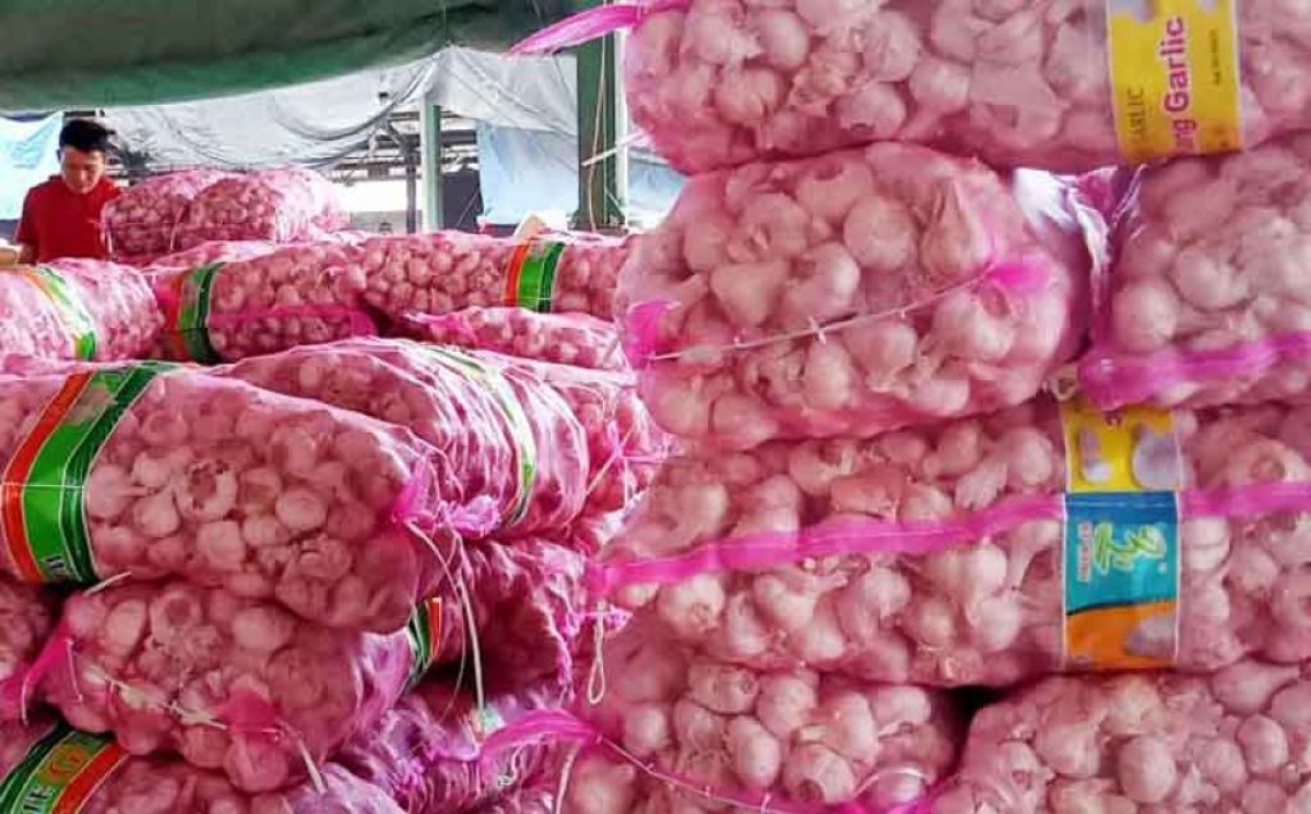 Harga Bawang Putih Meroket, Kejagung Didesak Usut Dugaan Permainan Kuota