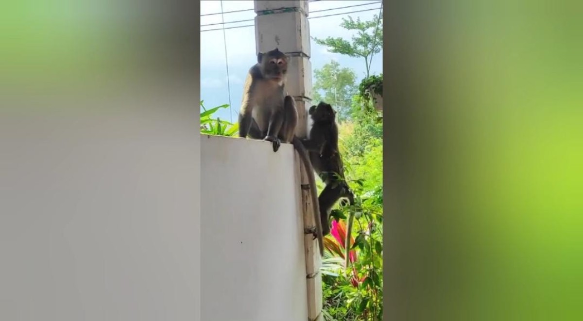 Diduga kehabisan makanan di hutan, kawanan monyet ekor panjang turun ke pemukiman (Tariyem for jatimnow.com)
