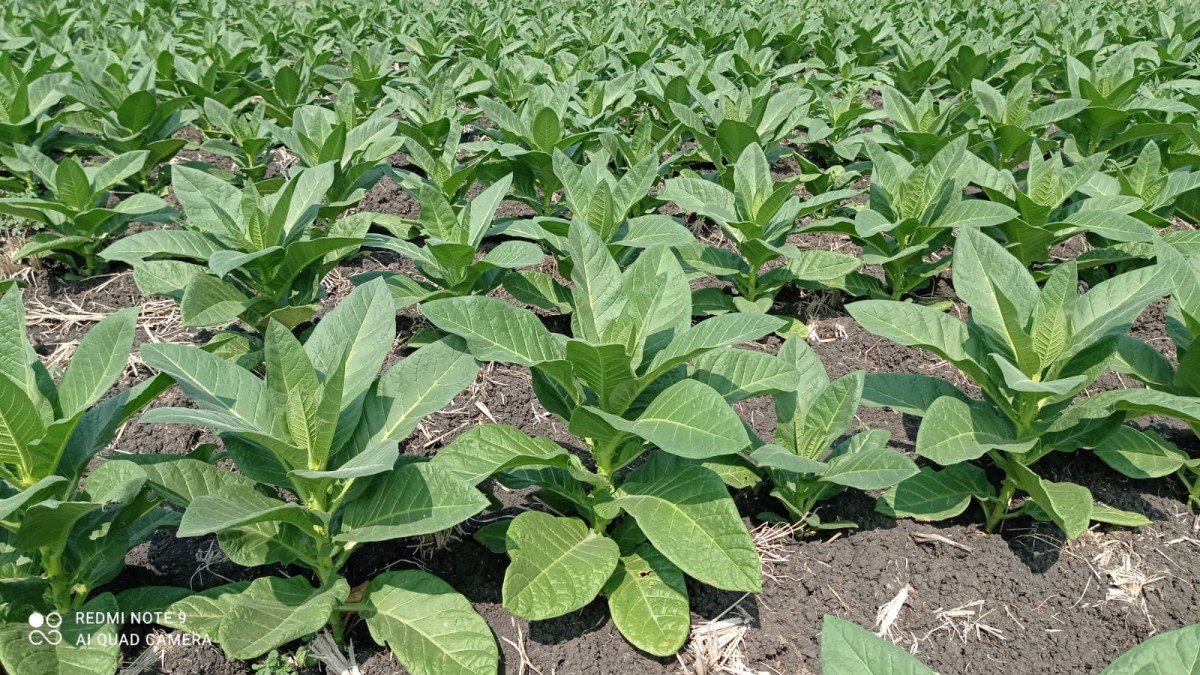 Tembakau milik petani Lamongan yang terlihat subur dan tumbuh optimal. (Foto: Humas Pemkab Lamongan for jatimnow.com)