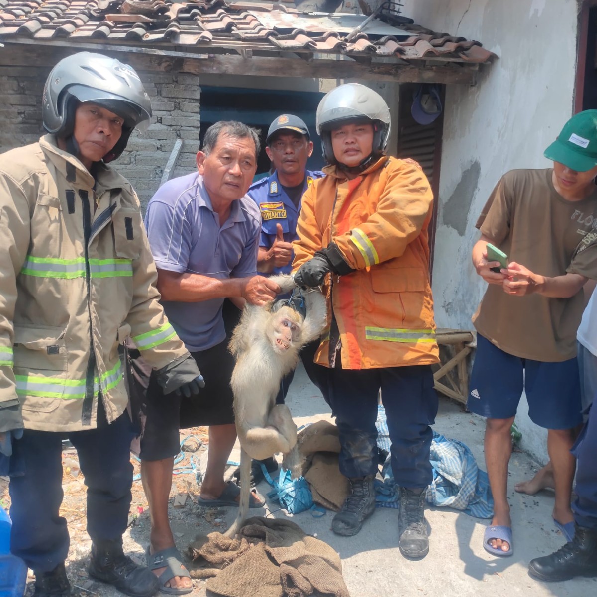Monyet Dewasa Teror Pemukiman Warga di Lamongan