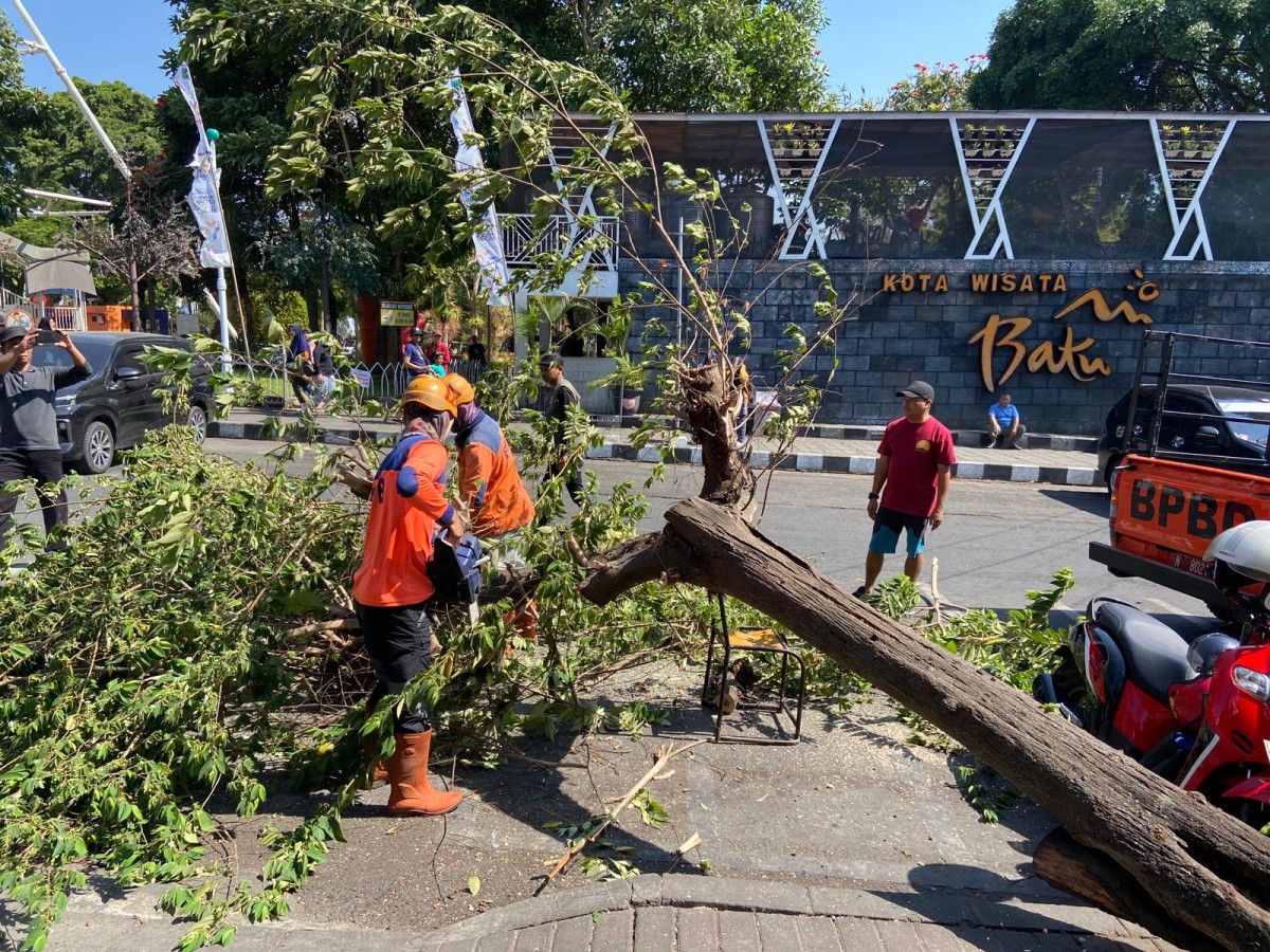 Material pohon tumbang dibersihkan oleh petugas BPBD Kota Batu. (BPBD Kota Batu for jatimnow.com)