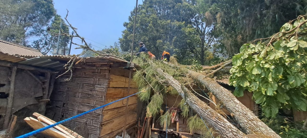 Pohon tumbang akibat angin kencang menimpa rumah dan warung warga. (Foto: BPBD Kota Batu for jatimnow.com)